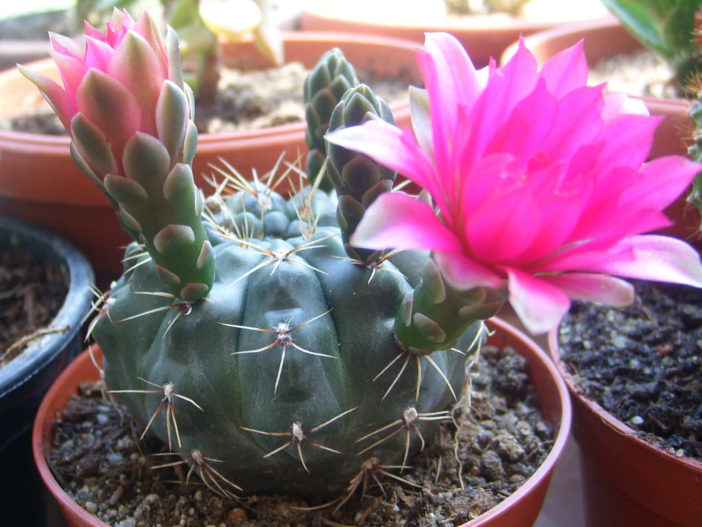 Gymnocalycium cactus