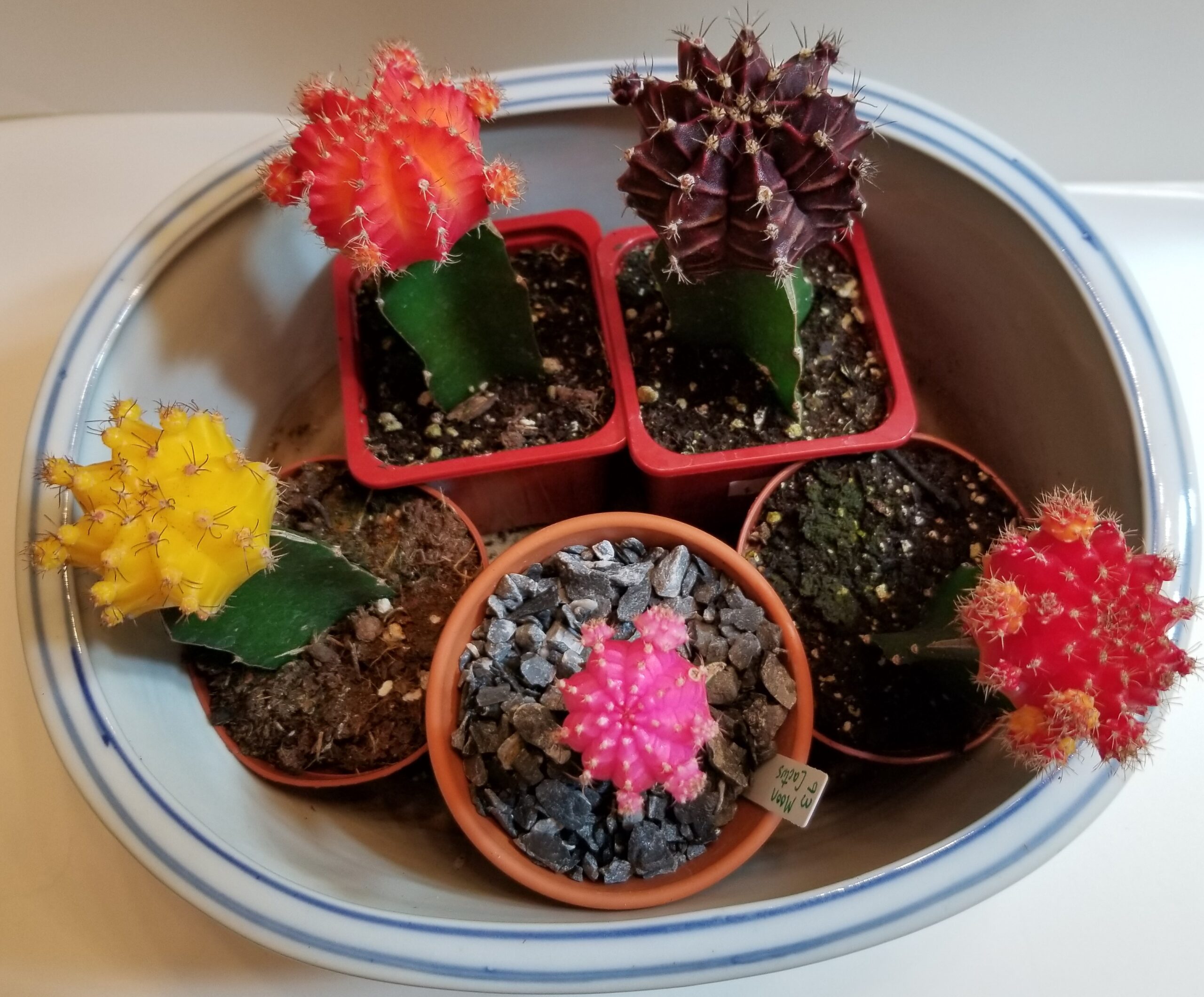 Dying gymnocalycium cactus