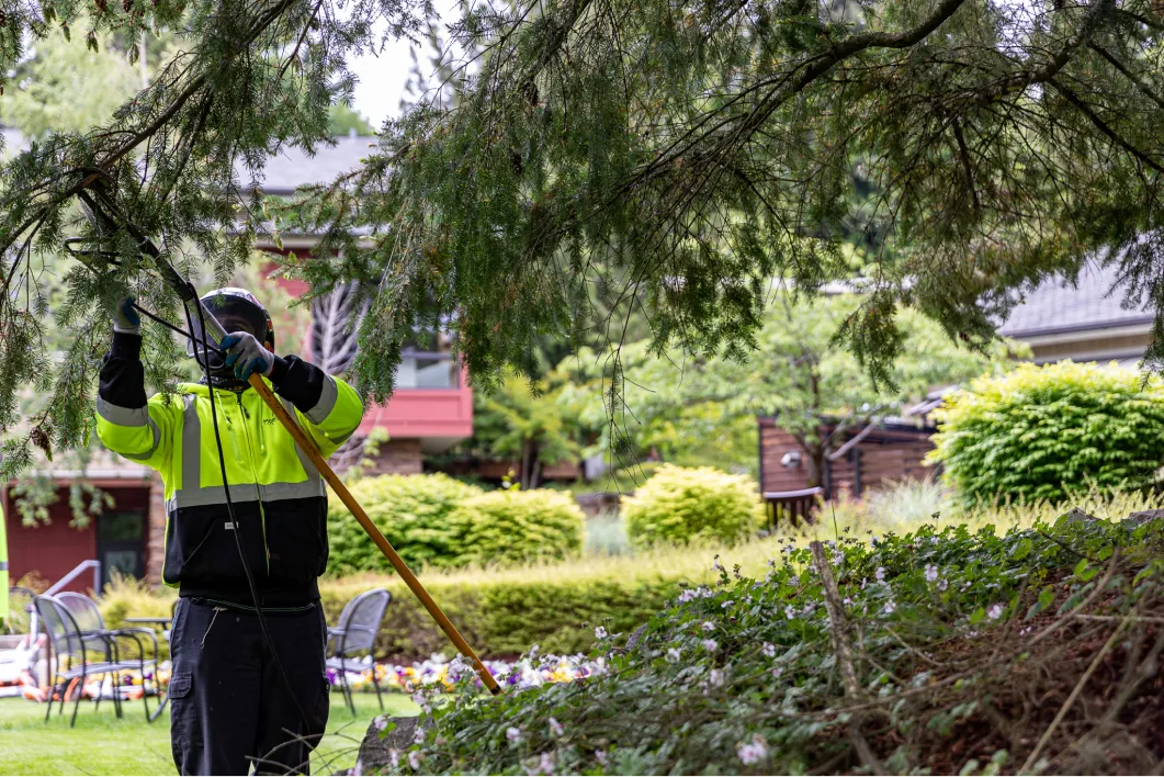 5 Vital Reasons Why Saint Louis Tree Service Is Essential for Your Property
